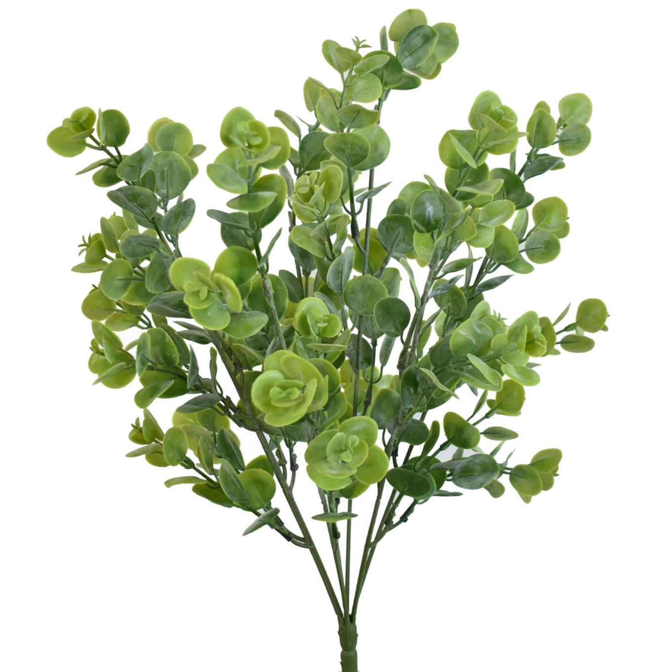 19” Gumdrop Eucalyptus Plant
