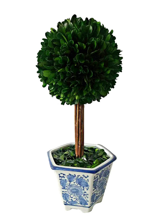 Boxwood Ball Topiary Tree In Ceramic Pot